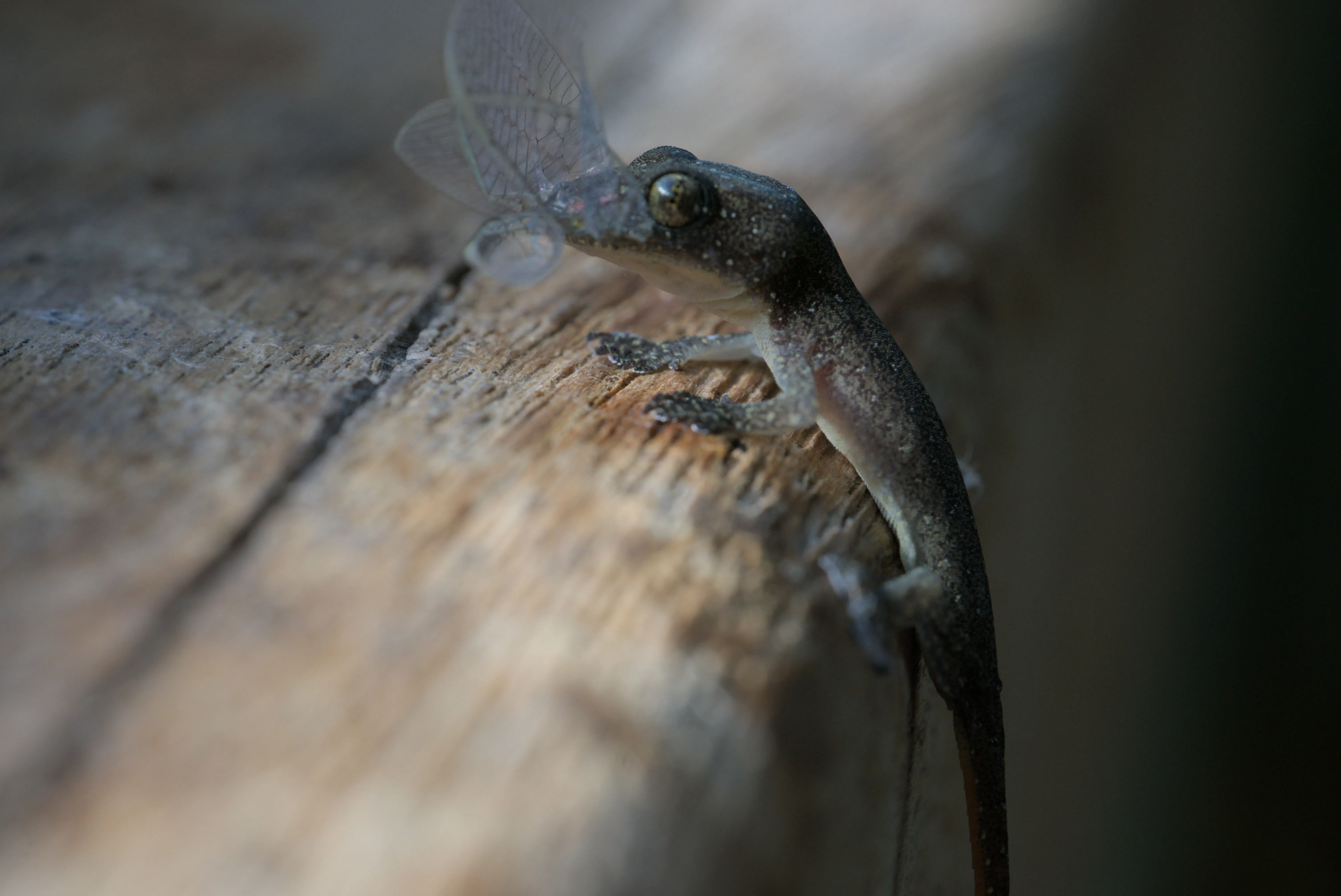 A lizard clinging to a timber ledge with insect wings protruding from its mouth.
