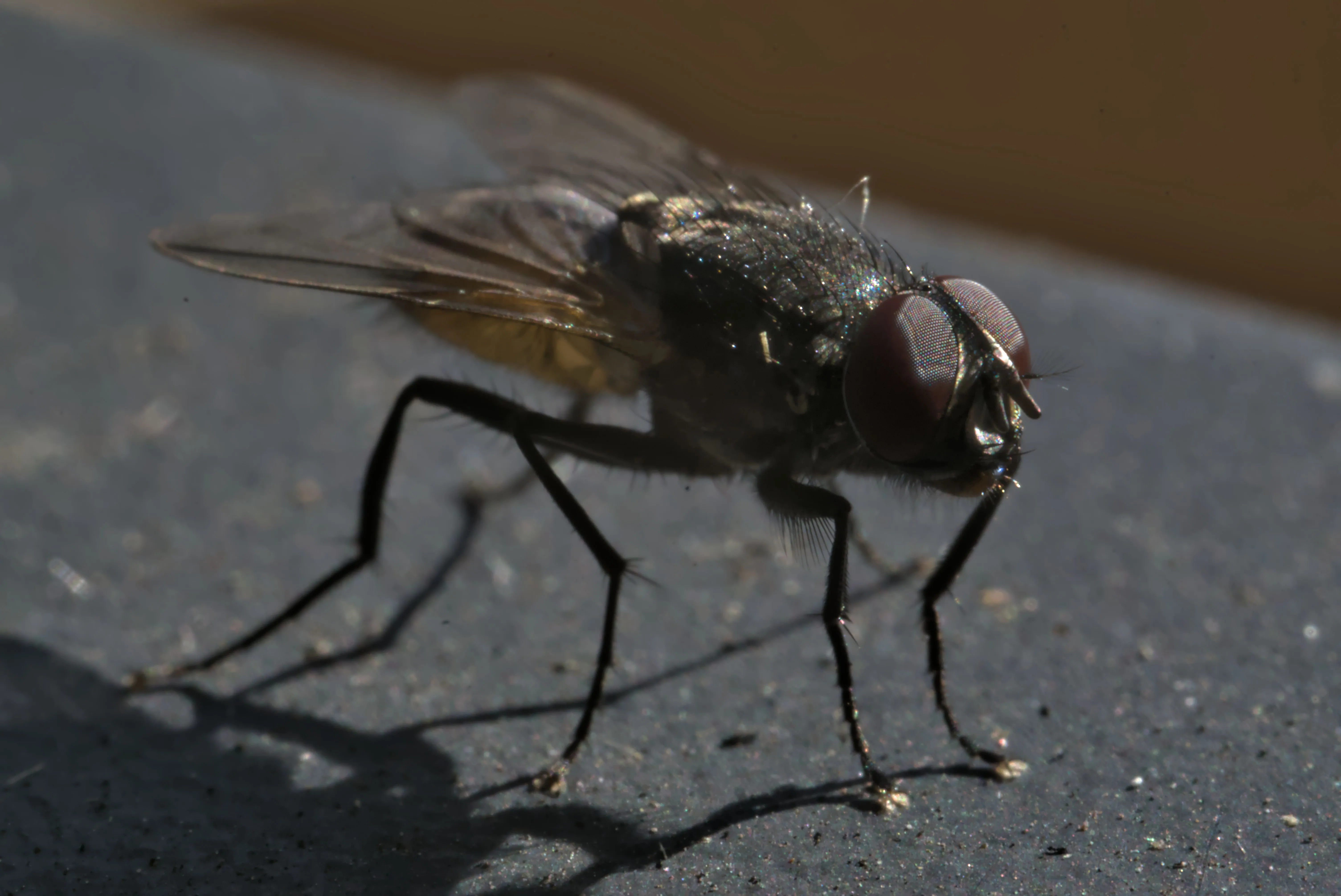 Close up view of a fly with detailed wings and hair